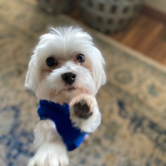 Meet your Posher, Lucinda - Picture 1 of 1